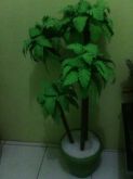 coqueiro